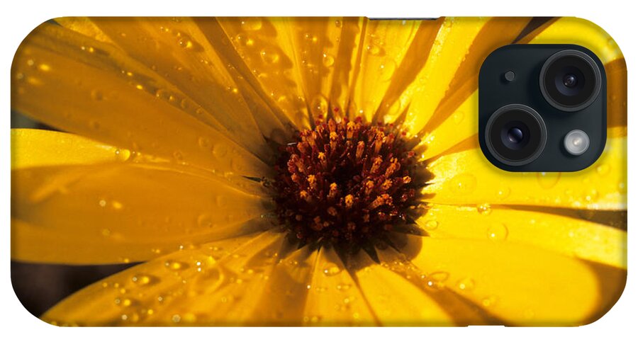 Black Eyed Susan iPhone Case featuring the photograph Blackeyed Susan 5 by Janet DeLapp