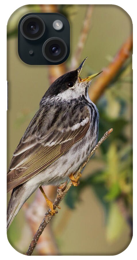 Alaska iPhone Case featuring the photograph Blackpoll Warbler by Ken Archer