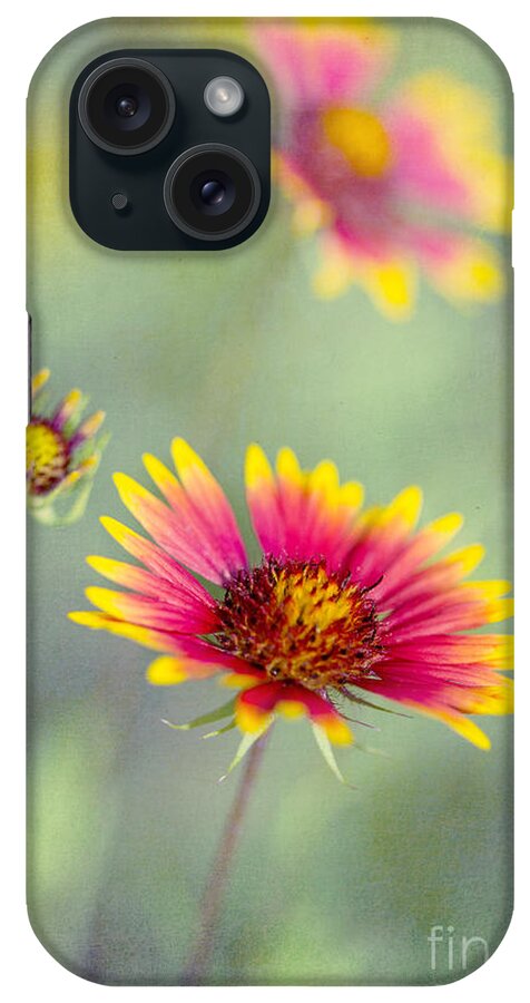 Blanket Flowers iPhone Case featuring the photograph Blanket Flowers by Elena Nosyreva
