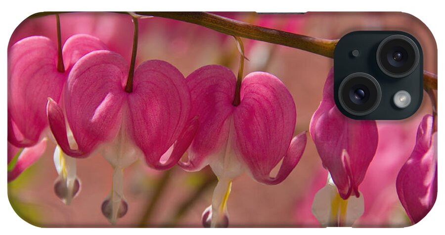 Lamprocapnos Spectabilis iPhone Case featuring the photograph Bleeding Hearts by Jemmy Archer