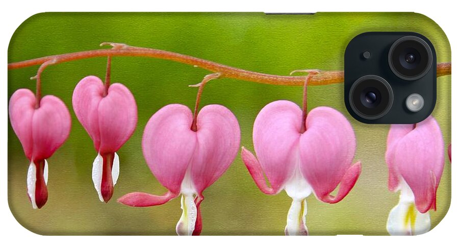 Maine iPhone Case featuring the photograph Bleeding Hearts by Karin Pinkham