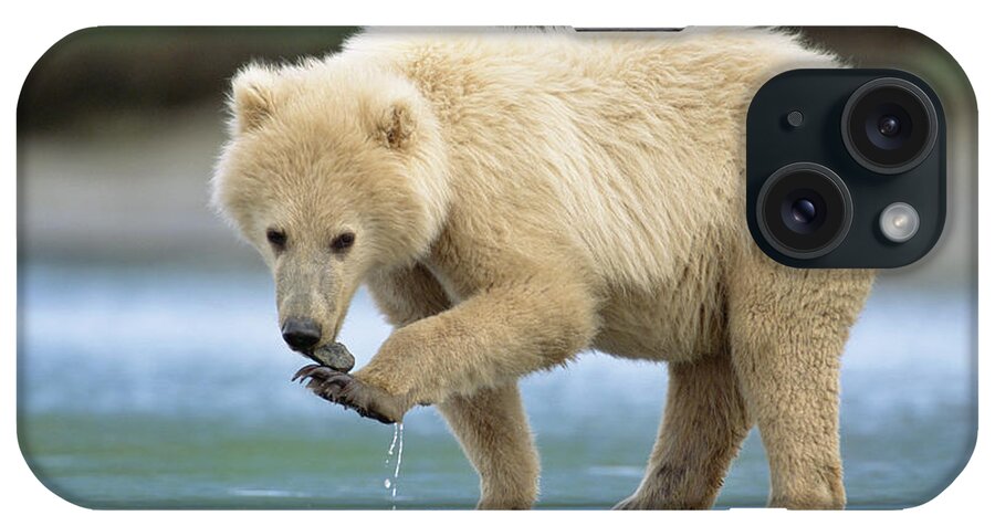 00345237 iPhone Case featuring the photograph Blond Grizzly Playing With Stone by Yva Momatiuk John Eastcott