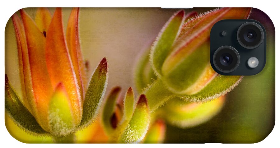 Nature iPhone Case featuring the photograph Blooming Succulents IV by Marco Oliveira