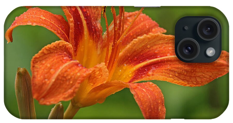 Orange iPhone Case featuring the photograph Blooming Tiger Lily by Juergen Roth