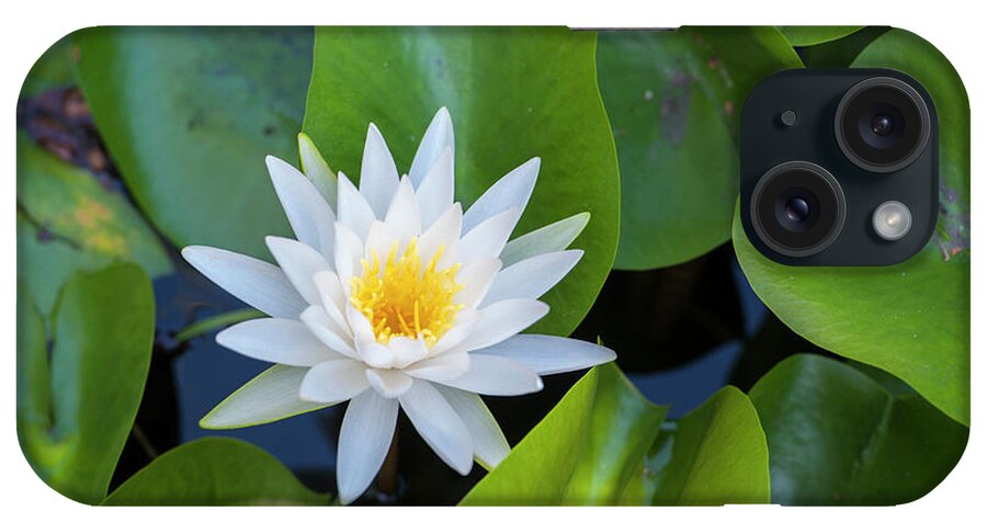 Angiosperm iPhone Case featuring the photograph Blooming Water Lily, Austin, Texas, USA by Jim Engelbrecht
