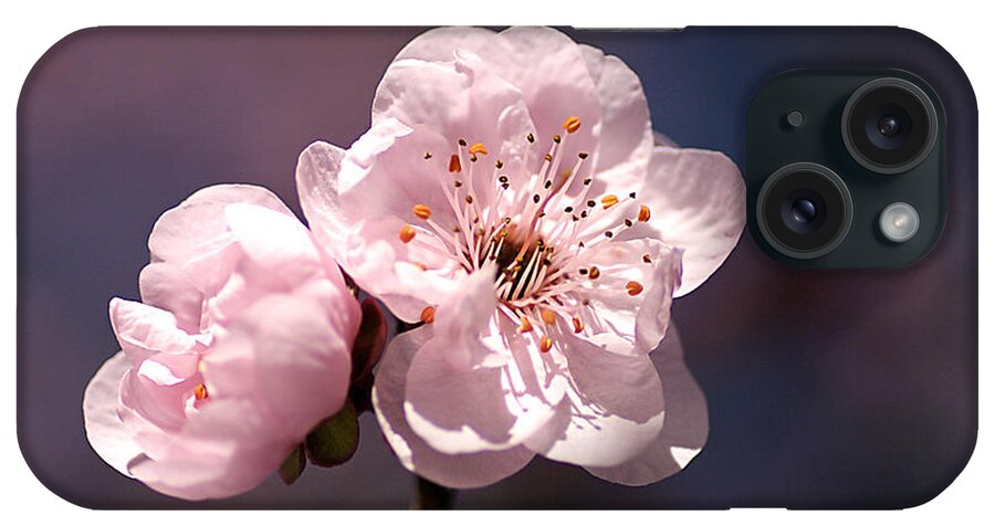 Blossom iPhone Case featuring the photograph Blossom by Joy Watson