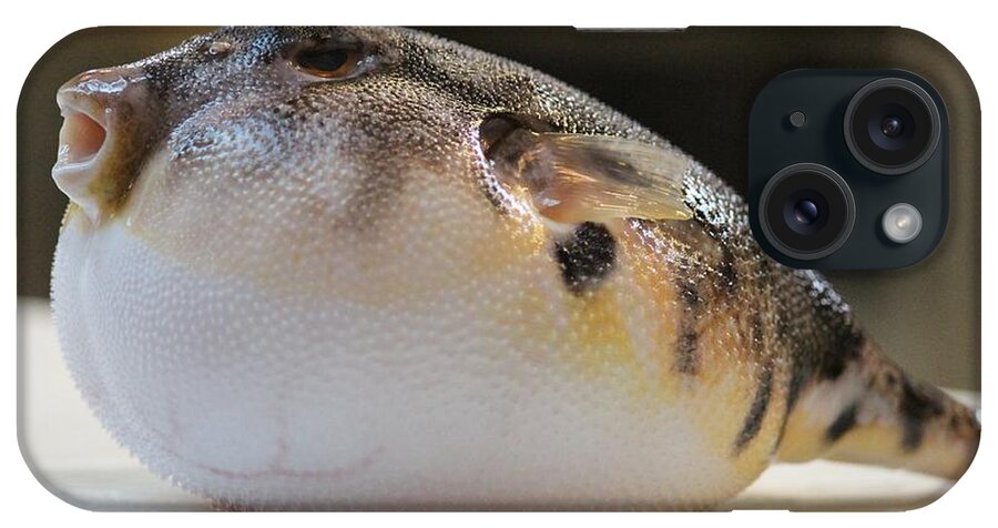 Blowfish iPhone Case featuring the photograph Blowfish 2 by Cynthia Snyder