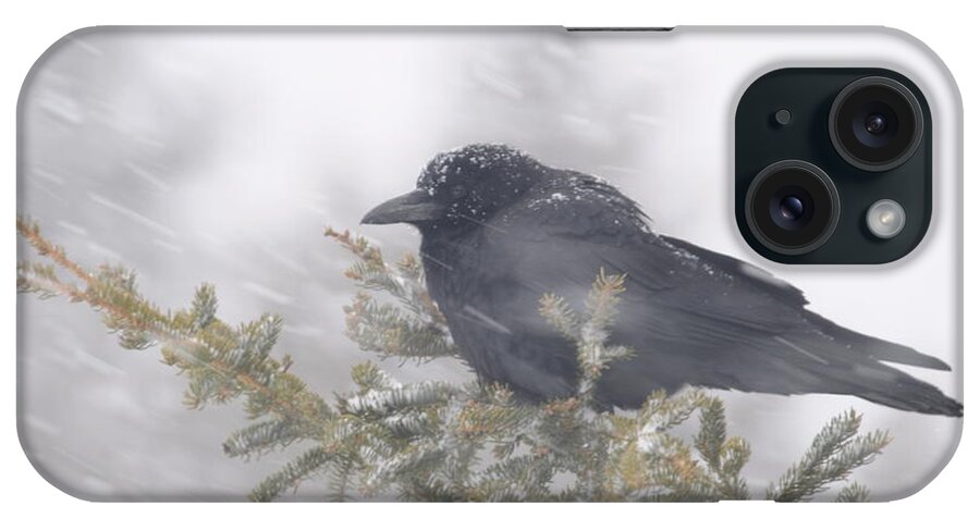 Crow  Wind  Snowstorm iPhone Case featuring the photograph Blowin' in the wind - crow by Sandra Updyke