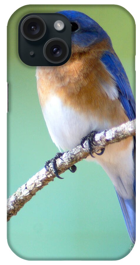 Blue iPhone Case featuring the photograph Blue Bird Portrait by Jane Axman