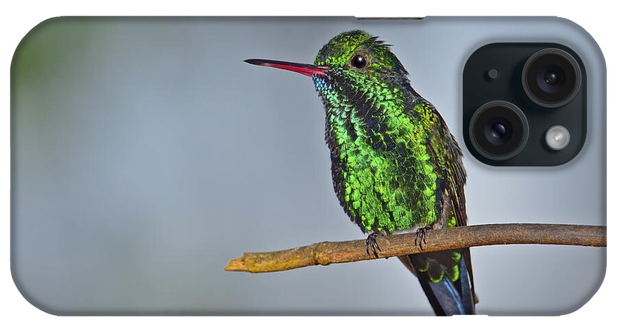 Blue-chinned Sapphire iPhone Case featuring the photograph Blue-chinned Sapphire by Tony Beck