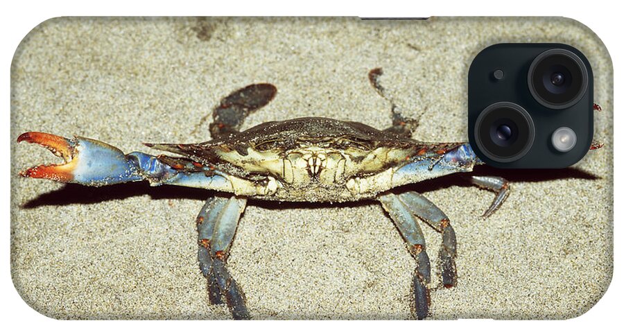 Animal iPhone Case featuring the photograph Blue Crab In Defensive Position by Andrew J. Martinez