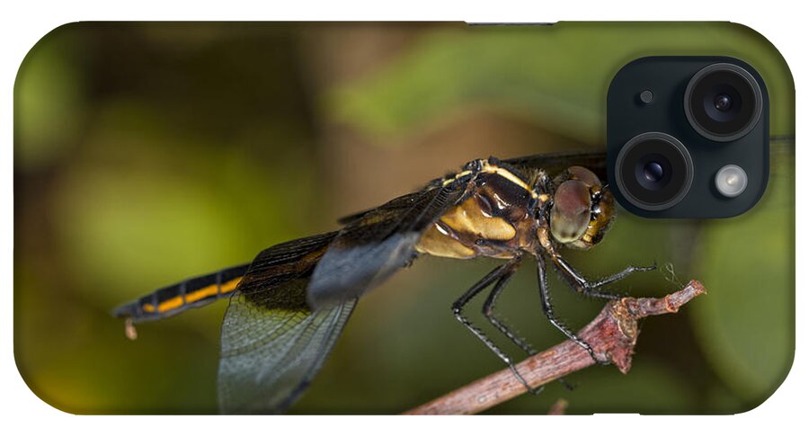 Blue Dasher iPhone Case featuring the photograph Blue Dasher Dragonfly by Jonathan Davison