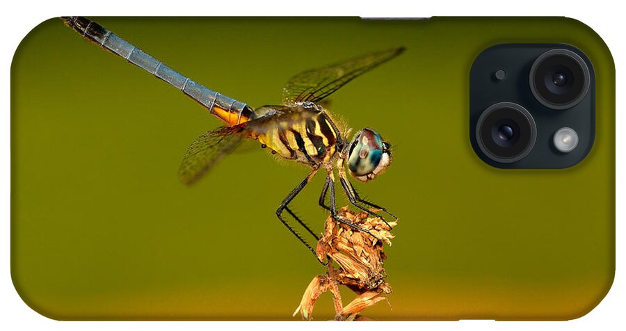Dragonfly iPhone Case featuring the photograph Blue Dasher Dragonfly by William Jobes