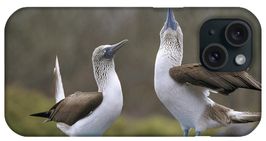 Feb0514 iPhone Case featuring the photograph Blue-footed Boobies Courting Galapagos by Tui De Roy