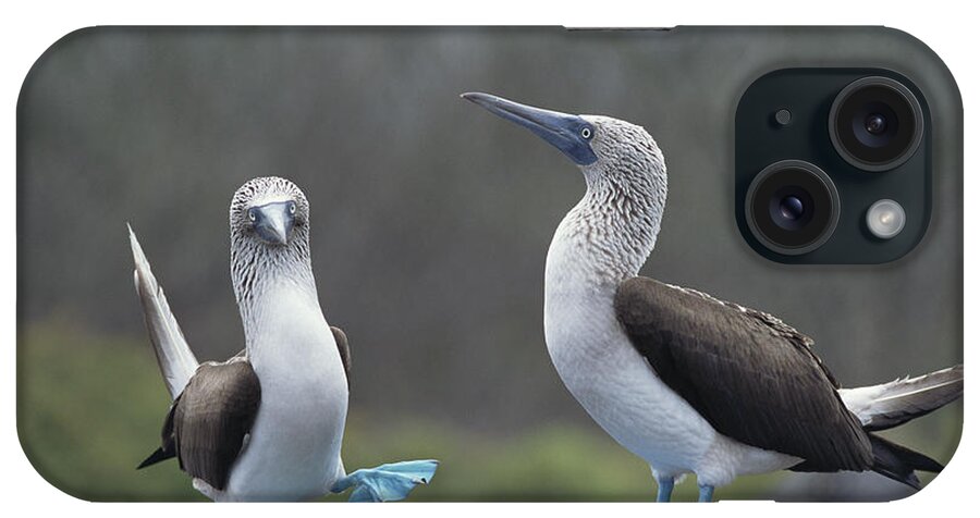 Feb0514 iPhone Case featuring the photograph Blue-footed Booby Courtship Dance by Tui De Roy