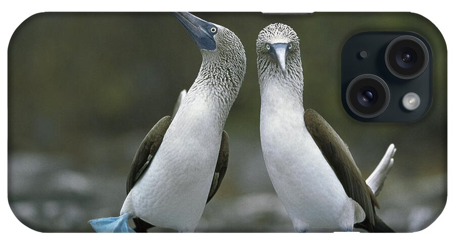 00141144 iPhone Case featuring the photograph Blue Footed Booby Dancing by Tui De Roy