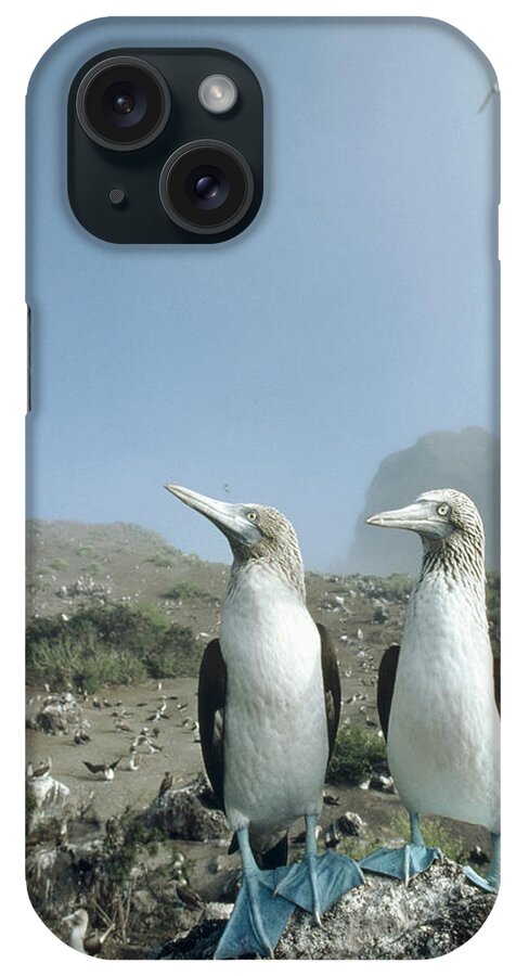 Feb0514 iPhone Case featuring the photograph Blue-footed Booby Pair With Nesting by Tui De Roy