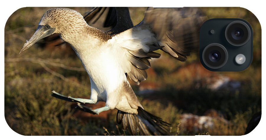 Animal Themes iPhone Case featuring the photograph Blue-footed Booby, Sula Nebouxii, Santa by David Santiago Garcia