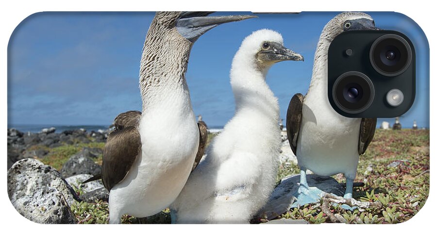 531690 iPhone Case featuring the photograph Blue-footed Booby With Chick At Nest by Tui De Roy