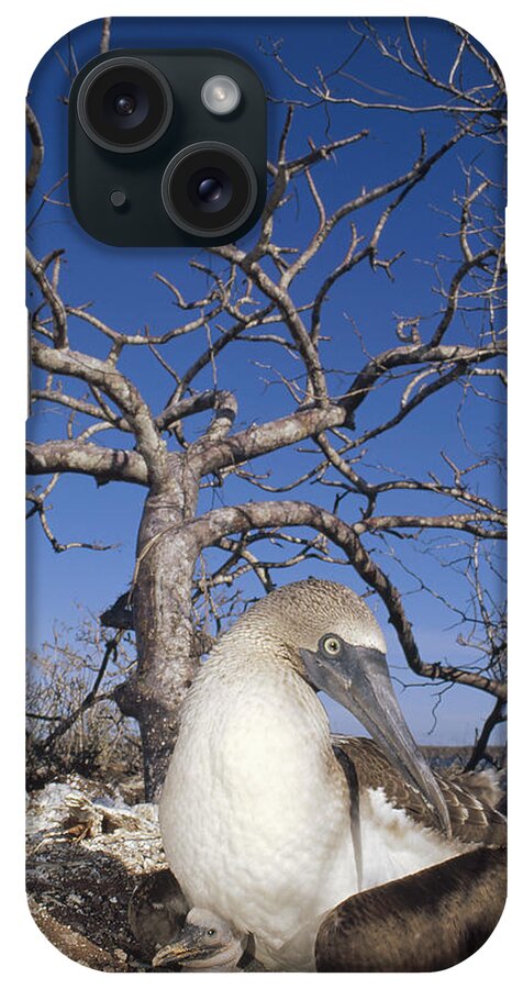 Feb0514 iPhone Case featuring the photograph Blue-footed Booby With Chick Galapagos by Tui De Roy