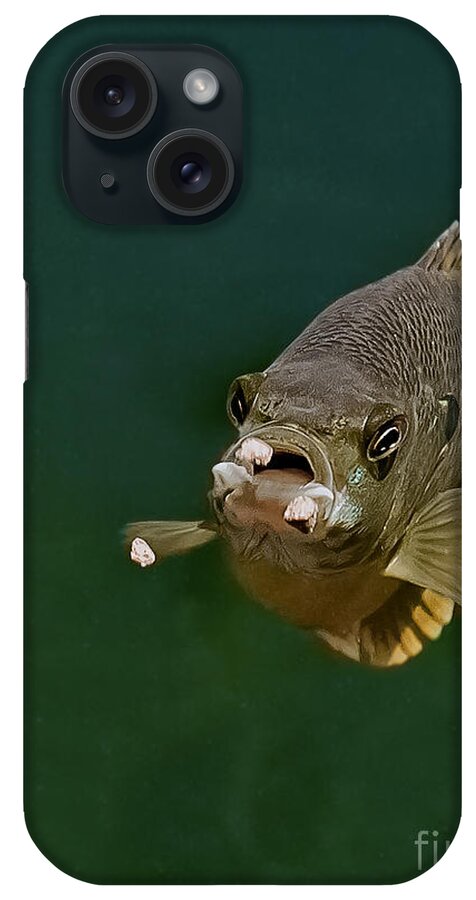 Blue Gill iPhone Case featuring the photograph Blue Gill Feeding by Gwen Gibson