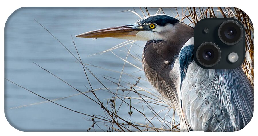 Blue Heron iPhone Case featuring the photograph Blue Heron at pond by John Johnson