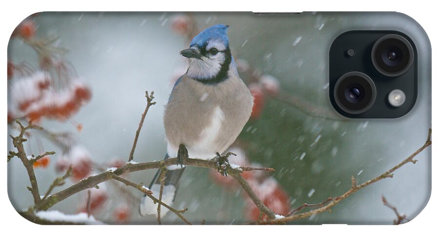 Birds iPhone Case featuring the photograph Blue Jay in Snow by Kristin Hatt