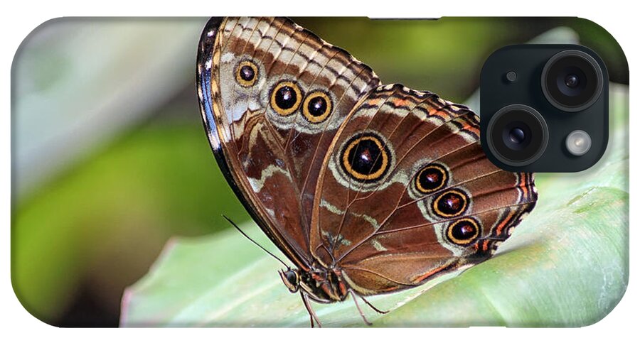 Butterfly iPhone Case featuring the photograph Blue Morpho Butterfly by Teresa Zieba