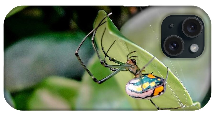 Orbweaver iPhone Case featuring the photograph Blue Orbweaver by TK Goforth