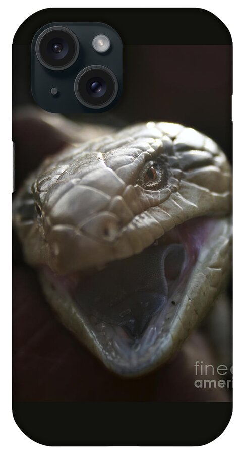 Blue Tongue Lizard iPhone Case featuring the photograph Blue Tongue Lizard by Joy Watson