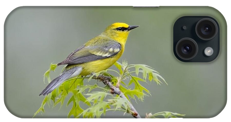 Blue Winged Warbler iPhone Case featuring the photograph Blue Winged Warbler by Daniel Behm