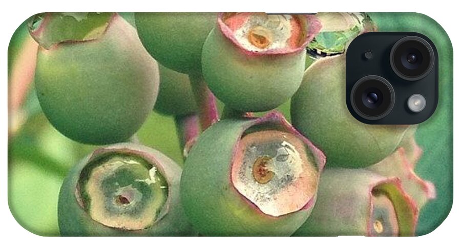 Mom_hub184 iPhone Case featuring the photograph Blueberries Waiting To Turn Blue 🍇 by Melissa Evans