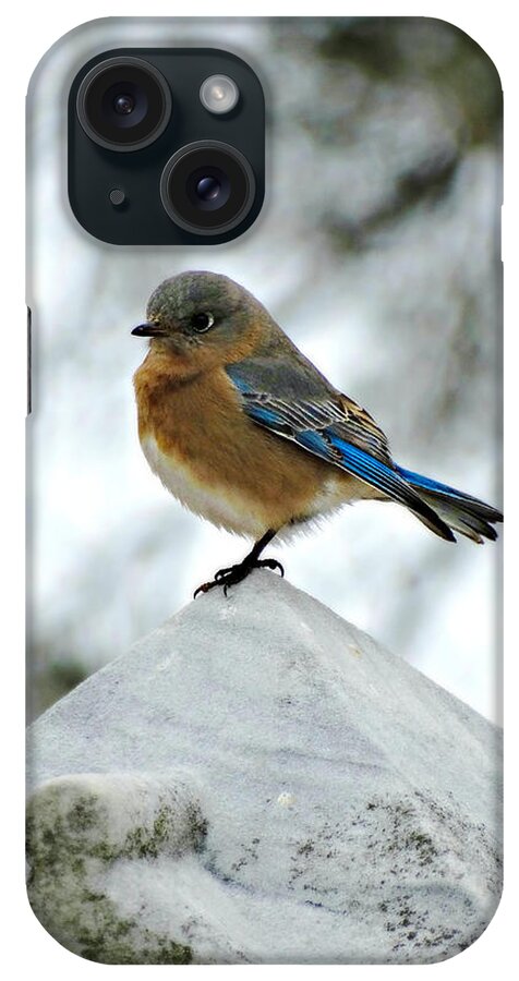 Bluebird 3 iPhone Case featuring the photograph Bluebird 3 by Dark Whimsy