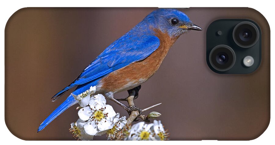 Bluebird iPhone Case featuring the photograph Bluebird and Mayhaw by Jim E Johnson