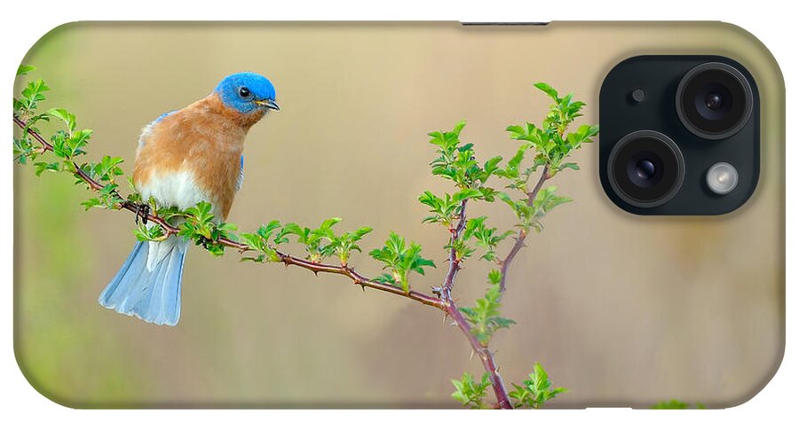 Bluebird iPhone Case featuring the photograph Bluebird Breeze by William Jobes