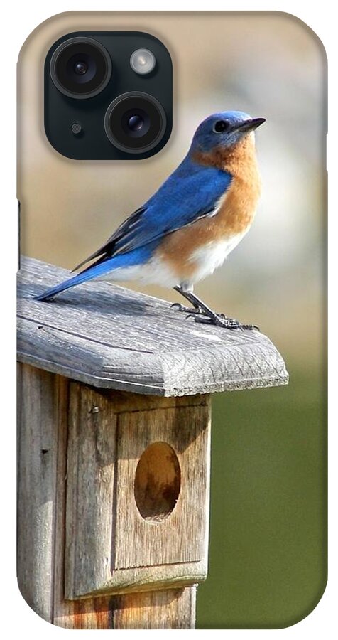 Bluebird iPhone Case featuring the photograph Bluebird House Hunting by Jeanne Juhos
