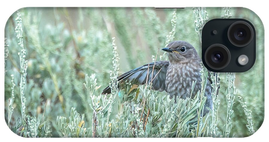 Birds iPhone Case featuring the photograph Bluebird In Sage by Yeates Photography