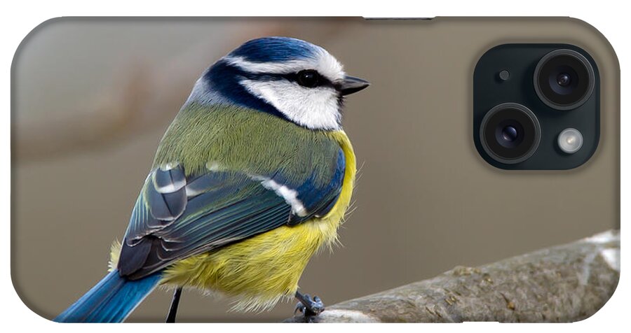 Blue Tit iPhone Case featuring the photograph Bluehood by Torbjorn Swenelius