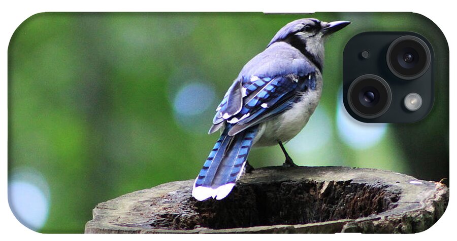 Alyce iPhone Case featuring the photograph Bluejay by Alyce Taylor