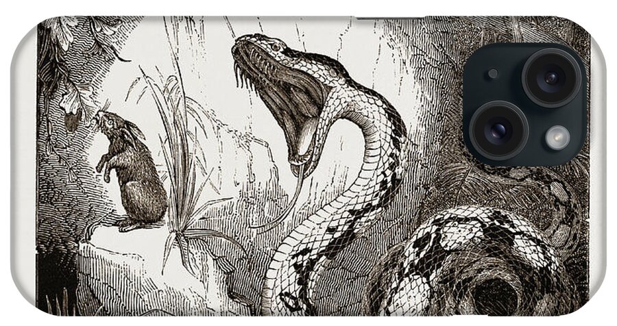 Boa Constrictor iPhone Case featuring the drawing Boa Constrictor by Litz Collection