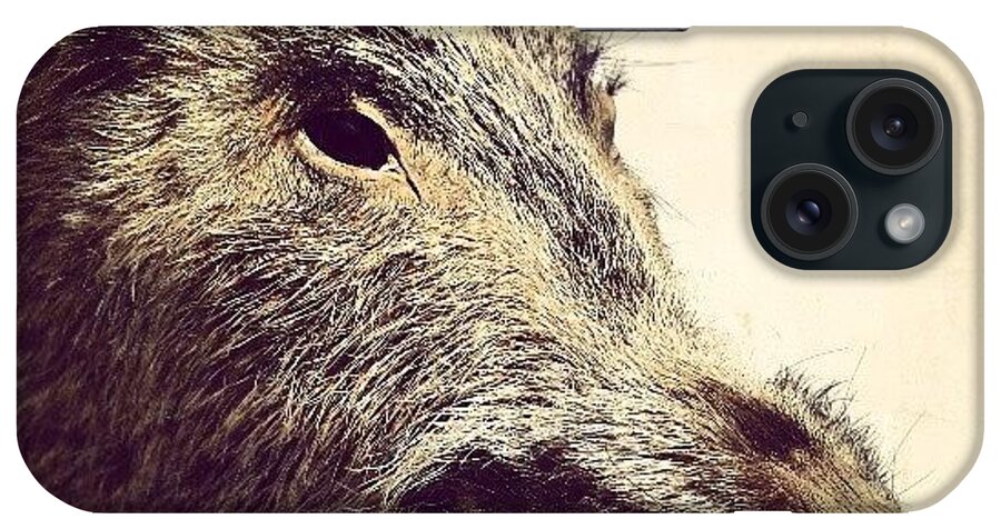 Love iPhone Case featuring the photograph Boar! by Emanuela Carratoni