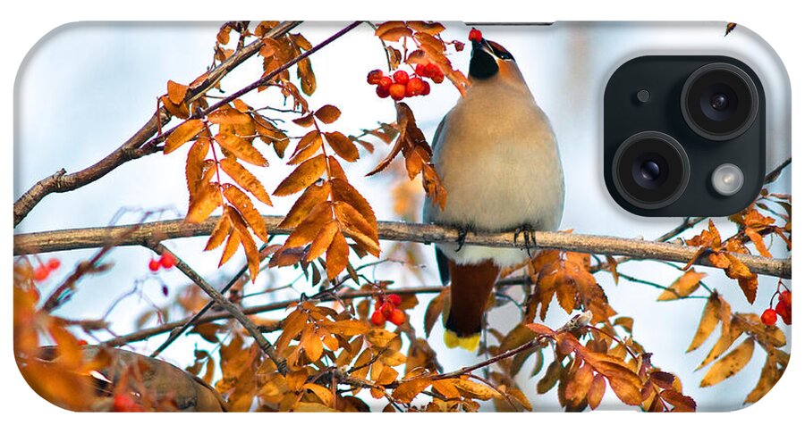 Bohemian Waxwing Bird iPhone Case featuring the photograph Bohemian Waxwings Eating Berries 6 by Terry Elniski