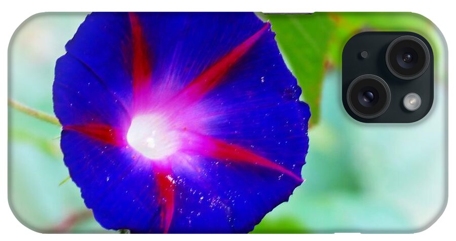 Morning Glory iPhone Case featuring the photograph Bold Morning Glory by MTBobbins Photography