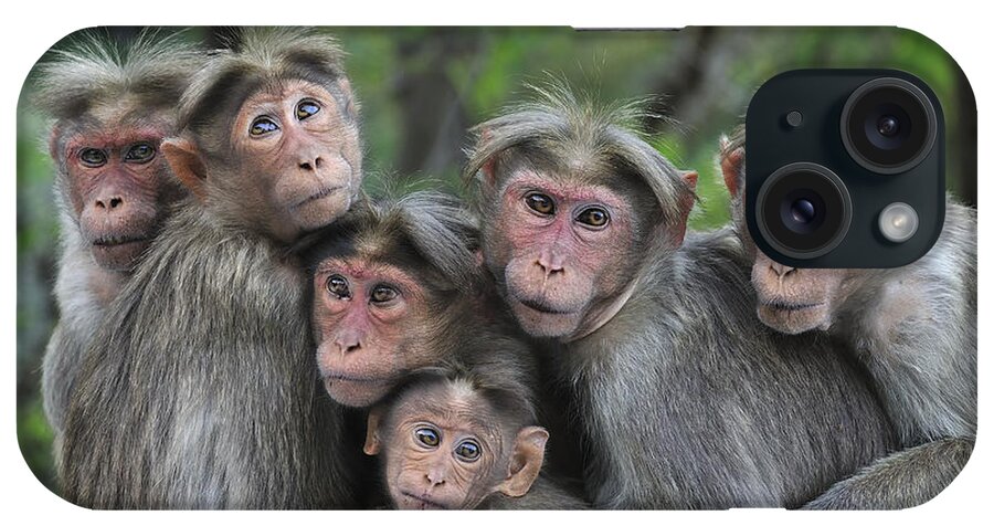 Thomas Marent iPhone Case featuring the photograph Bonnet Macaques Huddling Western Ghats by Thomas Marent