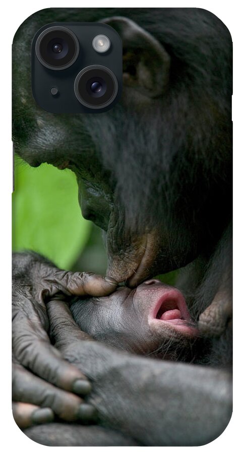 00620697 iPhone Case featuring the photograph Bonobo Kissing New Newborn by Cyril Ruoso