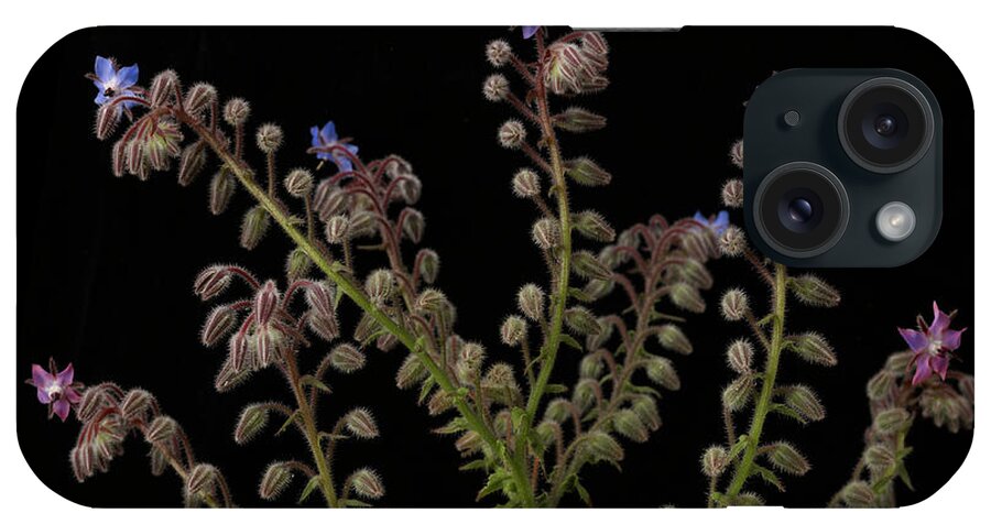 Purple iPhone Case featuring the photograph Borage Plants On Black Background by William Turner
