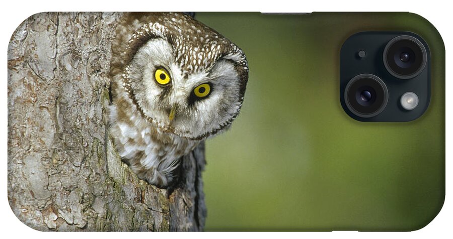 Feb0514 iPhone Case featuring the photograph Boreal Owl Peaking From Nest Hole by Konrad Wothe