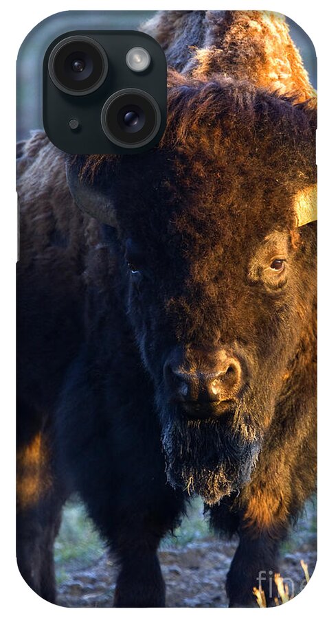 American Bison iPhone Case featuring the photograph Bos by Aaron Whittemore
