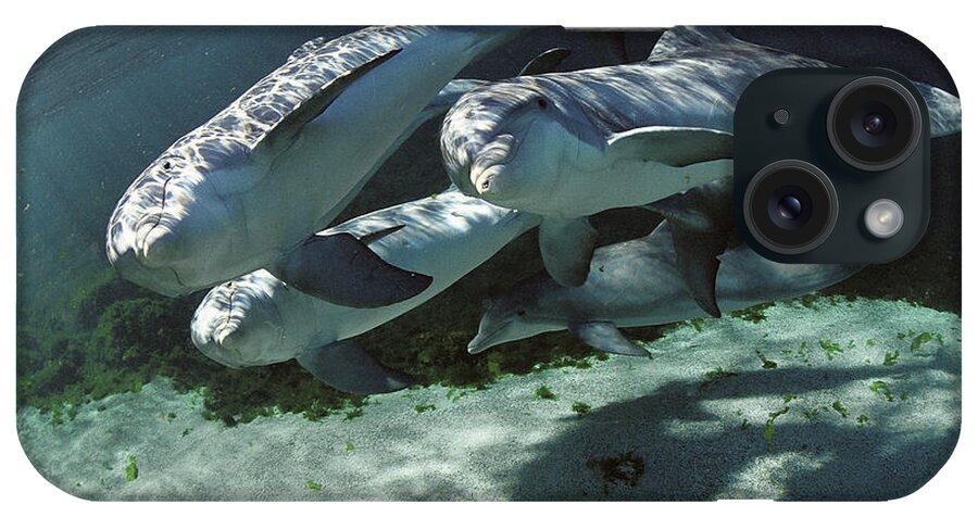 Feb0514 iPhone Case featuring the photograph Bottlenose Dolphin Quartet Hawaii by Flip Nicklin