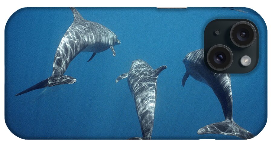 Feb0514 iPhone Case featuring the photograph Bottlenose Dolphin Trio Galapagos by Tui De Roy